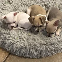 Baby 3, a male Chihuahua for sale in Baton Rouge, LA – 6 of 7