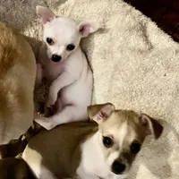 Puppy 2 male purebred , a male Chihuahua for sale in Baton Rouge, LA – 8 of 10