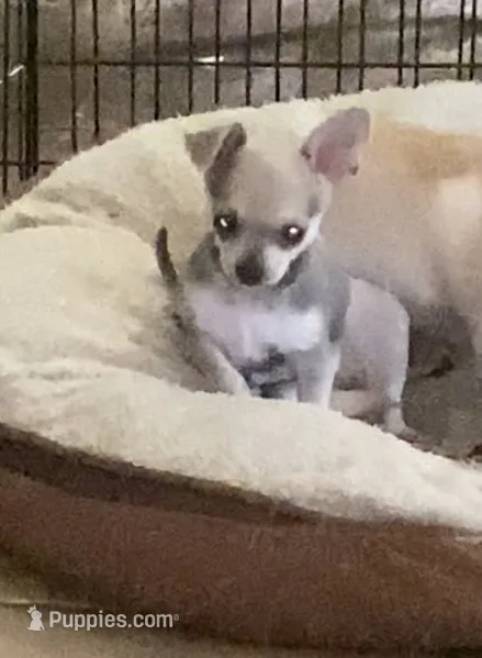 Baby 3 – Chihuahua puppy for sale in Baton Rouge, LA