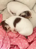 None 2, a female Chihuahua for sale in Baton Rouge, LA – Photo 3 of 3