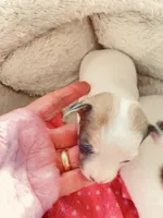 None 2, a female Chihuahua for sale in Baton Rouge, LA – Photo 1 of 3