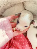 None 2, a female Chihuahua for sale in Baton Rouge, LA – Photo 2 of 3