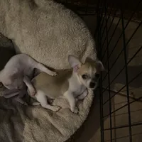 Puppy 1, a male Chihuahua for sale in Baton Rouge, LA – 4 of 9