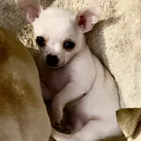 Puppy 2 male purebred , a male Chihuahua for sale in Baton Rouge, LA – 9 of 10