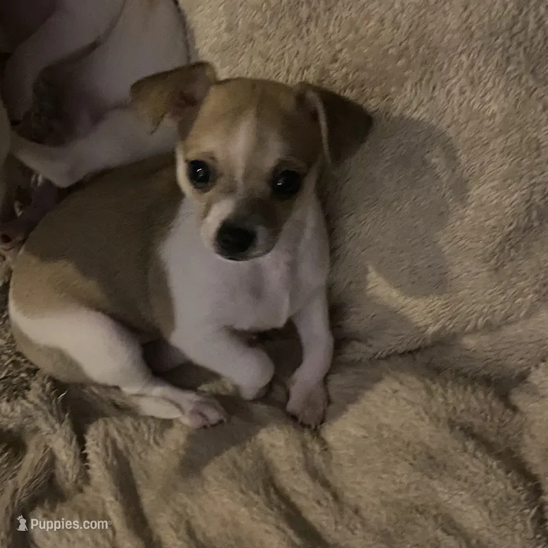Puppy 1 – Chihuahua puppy for sale in Baton Rouge, LA