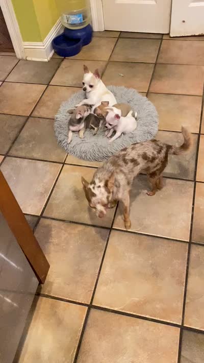 Puppy 1, a male Chihuahua for sale in Baton Rouge, LA – 8 of 9