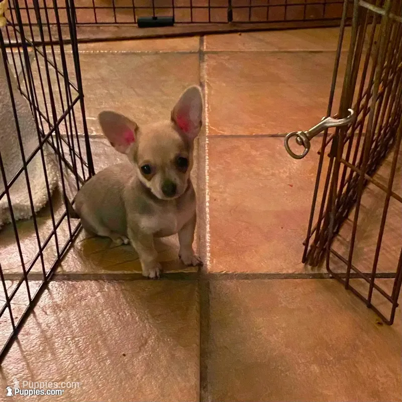 Baby 3 – Chihuahua puppy for sale in Baton Rouge, LA