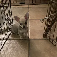 Baby 3, a male Chihuahua for sale in Baton Rouge, LA – 5 of 7