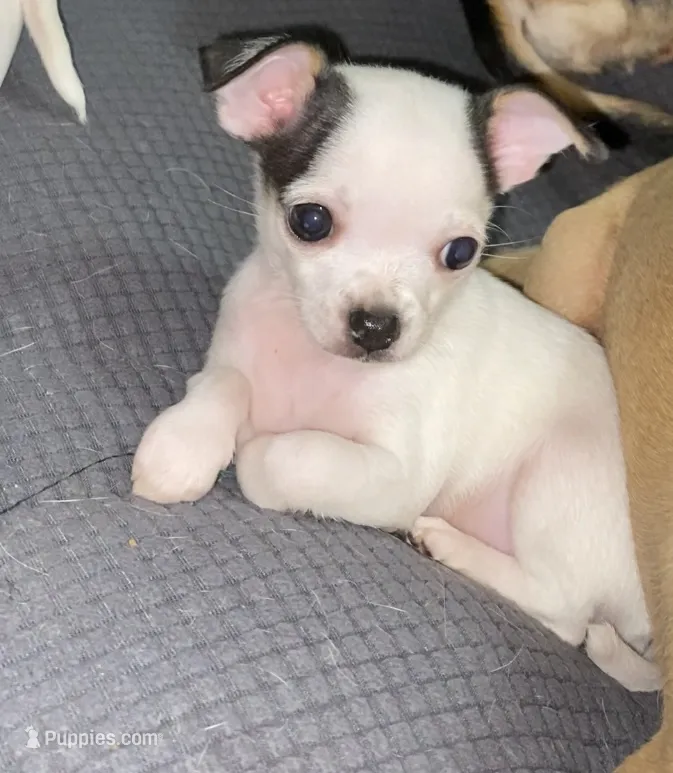 Chihuahua puppy, a male Chihuahua for sale in Baton Rouge, LA – 1 of 8