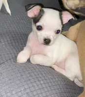Chihuahua puppy, a male Chihuahua for sale in Baton Rouge, LA – 1 of 8