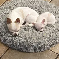 Puppy 2 male purebred , a male Chihuahua for sale in Baton Rouge, LA – 3 of 10