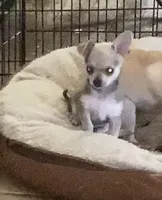 Baby 3, a male Chihuahua for sale in Baton Rouge, LA – 2 of 7