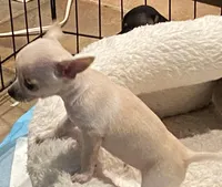 None 3, a male Chihuahua for sale in Baton Rouge, LA – Photo 3 of 7