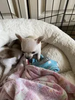 None 3, a male Chihuahua for sale in Baton Rouge, LA – Photo 5 of 7