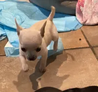 None 3, a male Chihuahua for sale in Baton Rouge, LA – Photo 1 of 7