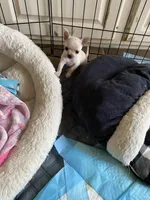 None 3, a male Chihuahua for sale in Baton Rouge, LA – Photo 7 of 7