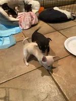 None 3, a male Chihuahua for sale in Baton Rouge, LA – Photo 4 of 7