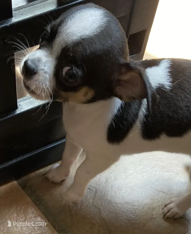 Spot 1 male – Chihuahua puppy for sale in Baton Rouge, LA