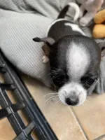 Spot 1 male, a male Chihuahua for sale in Baton Rouge, LA – Photo 3 of 4