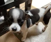 Spot 1 male, a male Chihuahua for sale in Baton Rouge, LA – Photo 2 of 4