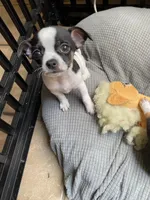 Spot 1 male, a male Chihuahua for sale in Baton Rouge, LA – Photo 4 of 4