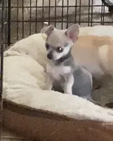 Baby 3, a male Chihuahua for sale in Baton Rouge, LA – 3 of 7