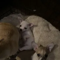 Puppy 2 male purebred , a male Chihuahua for sale in Baton Rouge, LA – 6 of 10