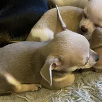 Baby 3, a male Chihuahua for sale in Baton Rouge, LA – 4 of 7