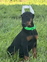Daisy, a female Doberman Pinscher for sale in Marysville, IN – Photo 1 of 2