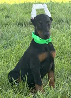 Daisy, a female Doberman Pinscher for sale in Marysville, IN – Photo 2 of 2