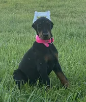 Rosie, a female Doberman Pinscher for sale in Marysville, IN – Photo 1 of 2