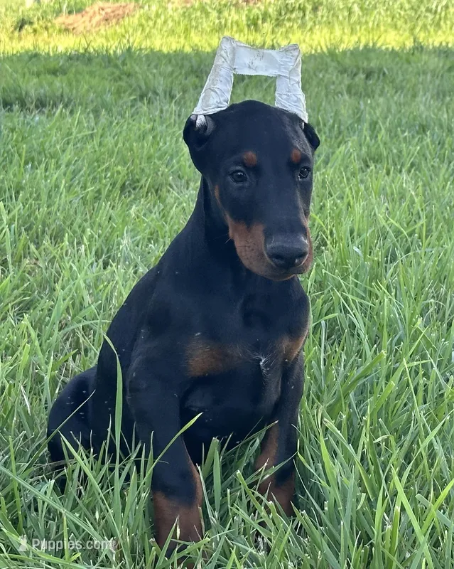 Benny, a male Doberman Pinscher for sale in Marysville, IN – Photo 1 of 2