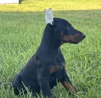 Benny, a male Doberman Pinscher for sale in Marysville, IN – Photo 2 of 2