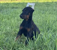 Russ, a male Doberman Pinscher for sale in Marysville, IN – Photo 2 of 2