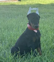 Jax, a male Doberman Pinscher for sale in Marysville, IN – Photo 2 of 2