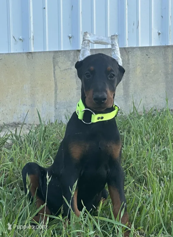 Lilly, a female Doberman Pinscher for sale in Marysville, IN – Photo 1 of 2
