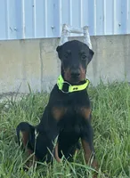 Lilly, a female Doberman Pinscher for sale in Marysville, IN – Photo 1 of 2