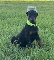 Lilly, a female Doberman Pinscher for sale in Marysville, IN – Photo 2 of 2