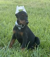 Alice, a female Doberman Pinscher for sale in Marysville, IN – Photo 1 of 2