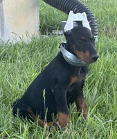 Alice, a female Doberman Pinscher for sale in Marysville, IN – Photo 2 of 2