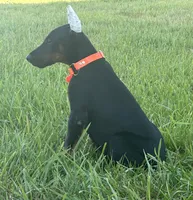 Samson, a male Doberman Pinscher for sale in Marysville, IN – Photo 2 of 2