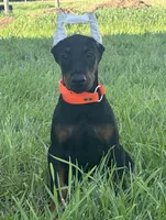 Samson, a male Doberman Pinscher for sale in Marysville, IN – Photo 1 of 2