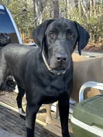 Stitch, a male Labrador Retriever for sale in King, NC – Photo 1 of 4