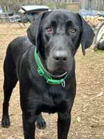 Stitch, a male Labrador Retriever for sale in King, NC – Photo 4 of 4