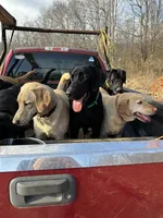 Stitch, a male Labrador Retriever for sale in King, NC – Photo 3 of 4