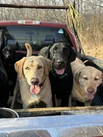 Stitch, a male Labrador Retriever for sale in King, NC – Photo 2 of 4