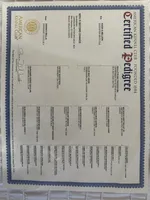 Birna, a female Labrador Retriever for sale in King, NC – Photo 8 of 9