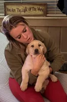 Birna, a female Labrador Retriever for sale in King, NC – Photo 1 of 9