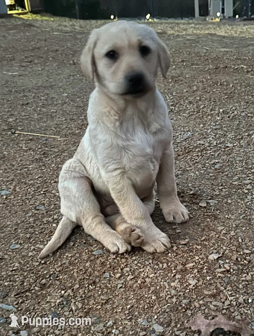 Birna, a female Labrador Retriever for sale in King, NC – Photo 3 of 9
