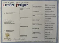 Birna, a female Labrador Retriever for sale in King, NC – Photo 9 of 9